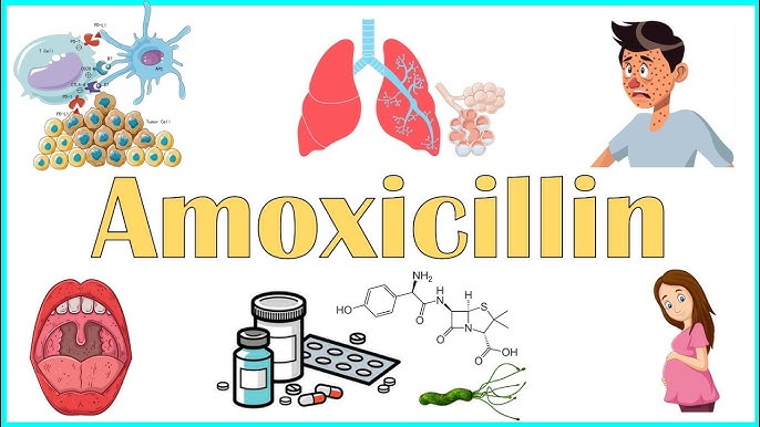 How Does Amoxicillin Work?